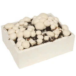 Grow Your Own White Mushroom Kit -Flower Harvest Shop 161139 2