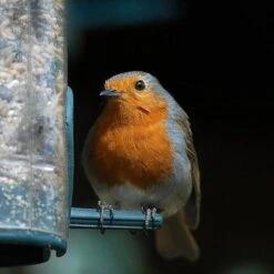 All Year Round DeLuxe 14 Ingredient Wild Bird Food -Flower Harvest Shop 190005 4