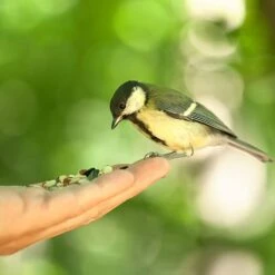 All Year Round DeLuxe 14 Ingredient Wild Bird Food -Flower Harvest Shop 190005 5