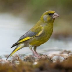 All Year Round DeLuxe 14 Ingredient Wild Bird Food -Flower Harvest Shop 190005 6