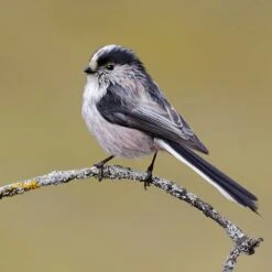 All Year Round DeLuxe 14 Ingredient Wild Bird Food -Flower Harvest Shop 190005 7