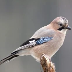 All Year Round DeLuxe 14 Ingredient Wild Bird Food -Flower Harvest Shop 190005 8