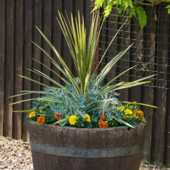 Pair Of Cordyline And Decorative Planters -Flower Harvest Shop 200414 1