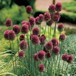 Spring Flowering 150 Bulb Collection -Flower Harvest Shop 200549 2