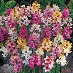 Spring Flowering 150 Bulb Collection -Flower Harvest Shop 200549 3