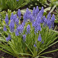 Spring Flowering 150 Bulb Collection -Flower Harvest Shop 200549 5