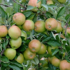 'Braeburn' Apple 9 'Braeburn' Apple -Flower Harvest Shop 300001 2