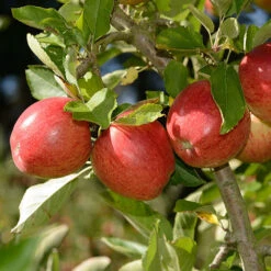 'Braeburn' Apple 11 'Braeburn' Apple -Flower Harvest Shop 300001 4