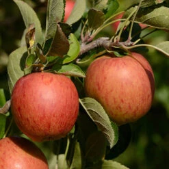 'Braeburn' Apple 12 'Braeburn' Apple -Flower Harvest Shop 300001 5
