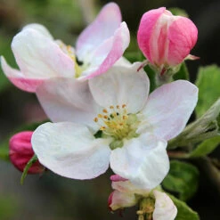 'Braeburn' Apple 13 'Braeburn' Apple -Flower Harvest Shop 300001 6