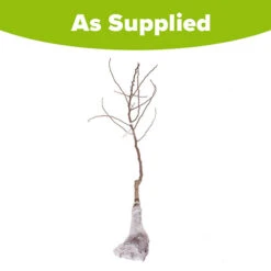 'Conference' Pear Tree -Flower Harvest Shop 300003 5