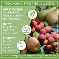 Mini Orchard Fruit Tree Collection -Flower Harvest Shop 300004 8