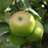 'Bramley' Apple Tree