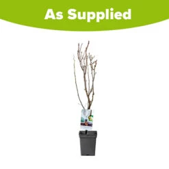 Pear 'Doyenne Du Comice' Tree -Flower Harvest Shop 300009 4