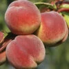 Peach 'Redhaven' Tree