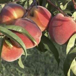 Peach 'Redhaven' Tree -Flower Harvest Shop 300010 2