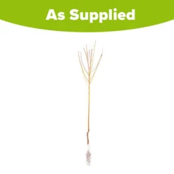 Peach 'Redhaven' Tree -Flower Harvest Shop 300010 4