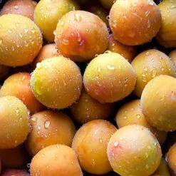 Apricot 'Early Moorpark' Tree -Flower Harvest Shop 300011 2