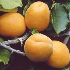 Apricot 'Early Moorpark' Tree -Flower Harvest Shop 300011 3