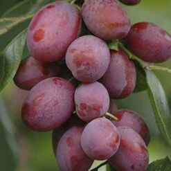 Plum 'Victoria' -Flower Harvest Shop 300025 2