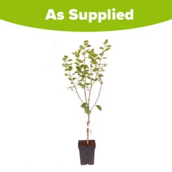 Plum 'Victoria' -Flower Harvest Shop 300025 6