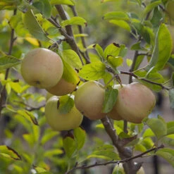 Apple 'Golden Delicious' Tree -Flower Harvest Shop 300042 2