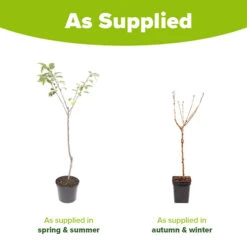 Cherry Tree 'Stella' -Flower Harvest Shop 300057 6