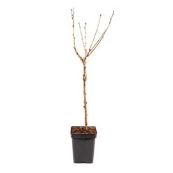 Cherry Tree 'Stella' -Flower Harvest Shop 300057 7