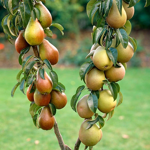 Duo Fruit Tree - Pear Conference & Concorde 1 Duo Fruit Tree - Pear Conference & Concorde