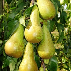 Duo Fruit Tree - Pear Conference & Concorde 6 Duo Fruit Tree - Pear Conference & Concorde -Flower Harvest Shop 300064 2