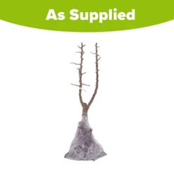 Duo Fruit Tree - Pear Conference & Concorde 7 Duo Fruit Tree - Pear Conference & Concorde -Flower Harvest Shop 300064 3