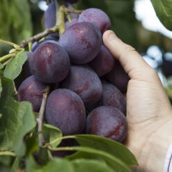 Duo Plum Fruit Tree -Flower Harvest Shop 300066 2