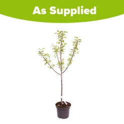 Plum 'Mirabelle De Nancy' 7 Plum 'Mirabelle De Nancy' -Flower Harvest Shop 300084 3