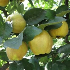 'Sibley's Patio Quince'