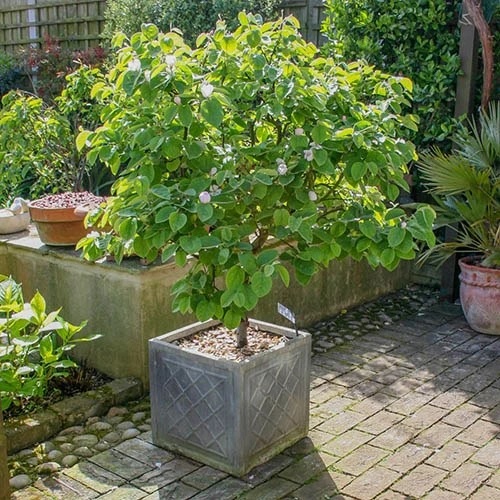 'Sibley's Patio Quince' 2 'Sibley's Patio Quince' - Image 2