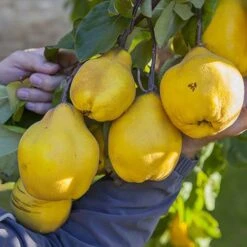 'Sibley's Patio Quince' 10 'Sibley's Patio Quince' -Flower Harvest Shop 300119 2