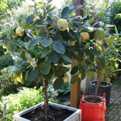 'Sibley's Patio Quince' 13 'Sibley's Patio Quince' -Flower Harvest Shop 300119 5