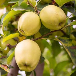 Duo Fruit Tree Apple 'Elstar' And 'Golden Delicious' -Flower Harvest Shop 300147 2