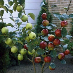 Duo Fruit Tree Apple 'Elstar' And 'Golden Delicious' -Flower Harvest Shop 300147 3