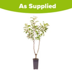 Duo Fruit Tree Apple 'Elstar' And 'Golden Delicious' -Flower Harvest Shop 300147 4