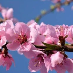 Red Leaf Peach 'Rubira' -Flower Harvest Shop 300155 2