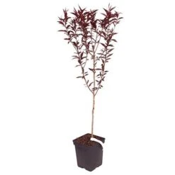 Red Leaf Peach 'Rubira' -Flower Harvest Shop 300155 3