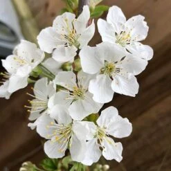 Patio Cherry 'Little Stella' -Flower Harvest Shop 300164 3