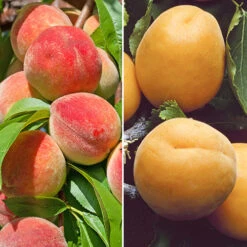 Duo Fruit Tree Peach And Apricot