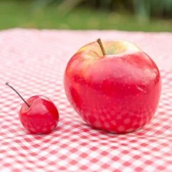 Mini Apple Tree Malus Appletini -Flower Harvest Shop 300210 1