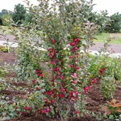 Mini Apple Tree Malus Appletini -Flower Harvest Shop 300210 3
