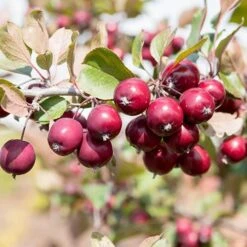 Mini Apple Tree Malus Appletini -Flower Harvest Shop 300210 5