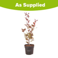 Mini Apple Tree Malus Appletini -Flower Harvest Shop 300210 8