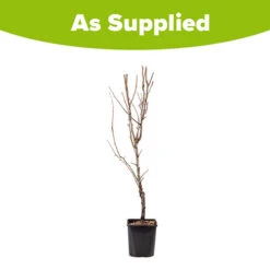 Pear 'Little Conference' GYO Fruit Tree -Flower Harvest Shop 300223 2