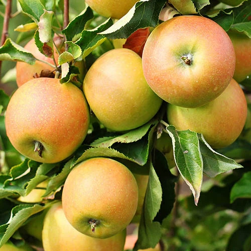 Trio Fruit Apple Tree 2 Trio Fruit Apple Tree - Image 2